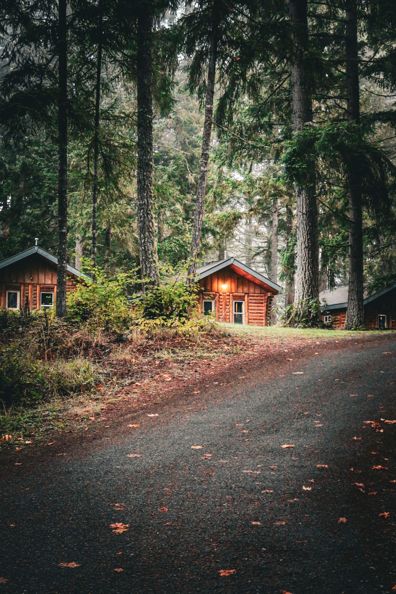 Cabañas de madera en un bosque con neblina y un sendero.